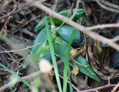 Epidendrum jamiesonis