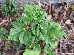 Fuertesimalva limensis