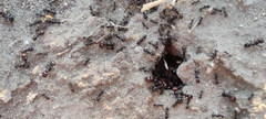 Messor barbarus
