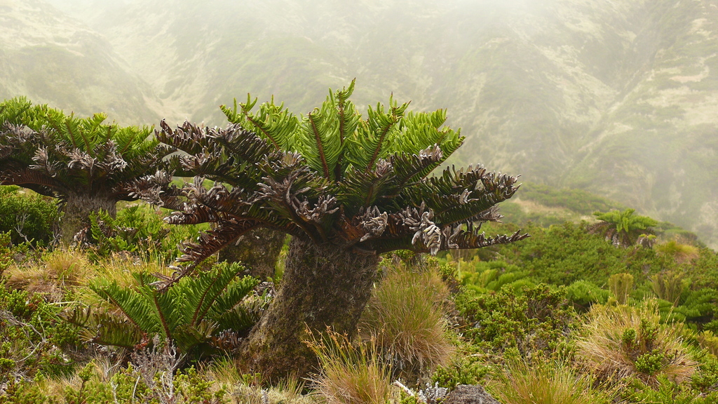 Tristan Bog Fern