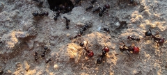 Messor barbarus
