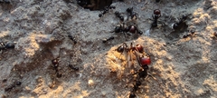 Messor barbarus