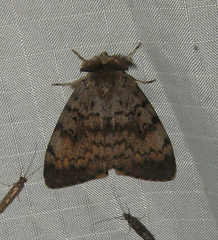 Lymantria dispar dispar