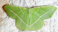 Dichorda rectaria
