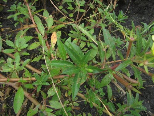 Ludwigia adscendens image