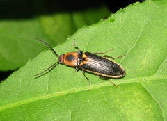 Megapenthes limbalis