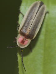 Photinus marginellus