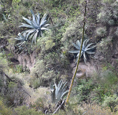 Agave cordillerensis