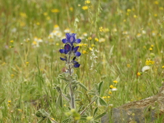 Lupinus pilosus