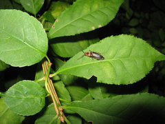 Megapenthes limbalis