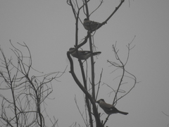 Garrulus glandarius atricapillus