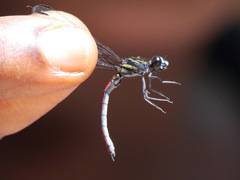 Chlorocypha trifaria