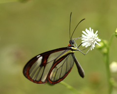 Ithomia agnosia zikani