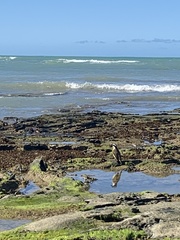 Pitangus sulphuratus