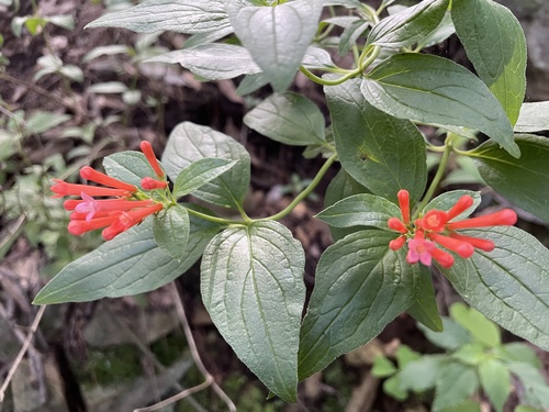 firecrackerbush