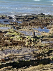 Pitangus sulphuratus