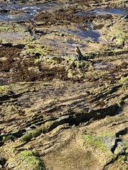 Pitangus sulphuratus