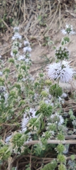 Mentha pulegium
