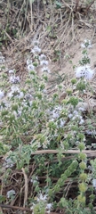 Mentha pulegium
