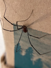 Leiobunum aldrichi