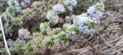 Mentha pulegium