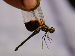 Trithemis africana
