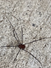 Leiobunum aldrichi