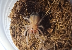 Acanthoscurria geniculata