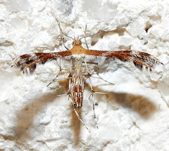 Dejongia californicus