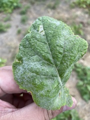 Erysiphe cruciferarum