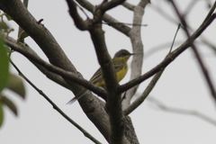 Motacilla flava thunbergi