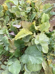 Erysiphe cruciferarum