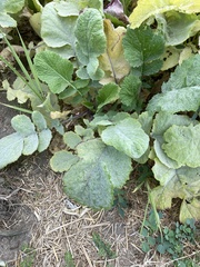 Erysiphe cruciferarum