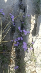 Ruellia parryi