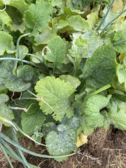 Erysiphe cruciferarum