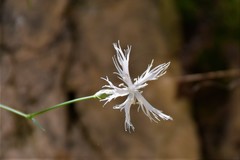 Dianthus spiculifolius