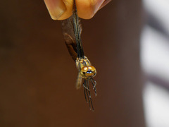 Trithemis africana