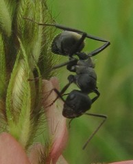 Camponotus sericeus