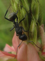 Camponotus sericeus