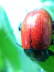 Chrysolina polita