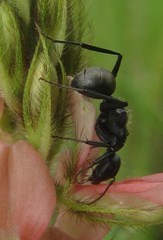 Camponotus sericeus
