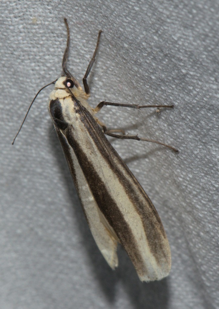 Chrysorabdia viridata