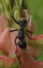Camponotus sericeus