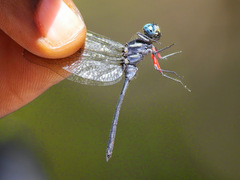Oxythemis phoenicosceles