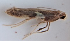 Caloptilia umbratella