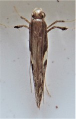 Caloptilia umbratella