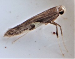 Caloptilia umbratella