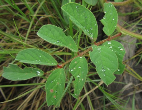 Image of Indigofera astragalina by (c) Robert Taylor, some rights reserved (CC BY)