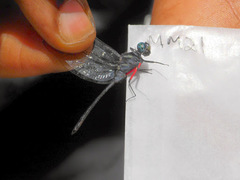 Oxythemis phoenicosceles