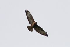 Buteo buteo vulpinus